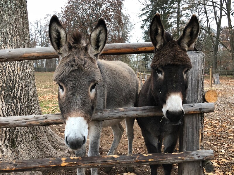 Lieblingstier Aktuelle Nachrichten Wildpark Schloss Tambach